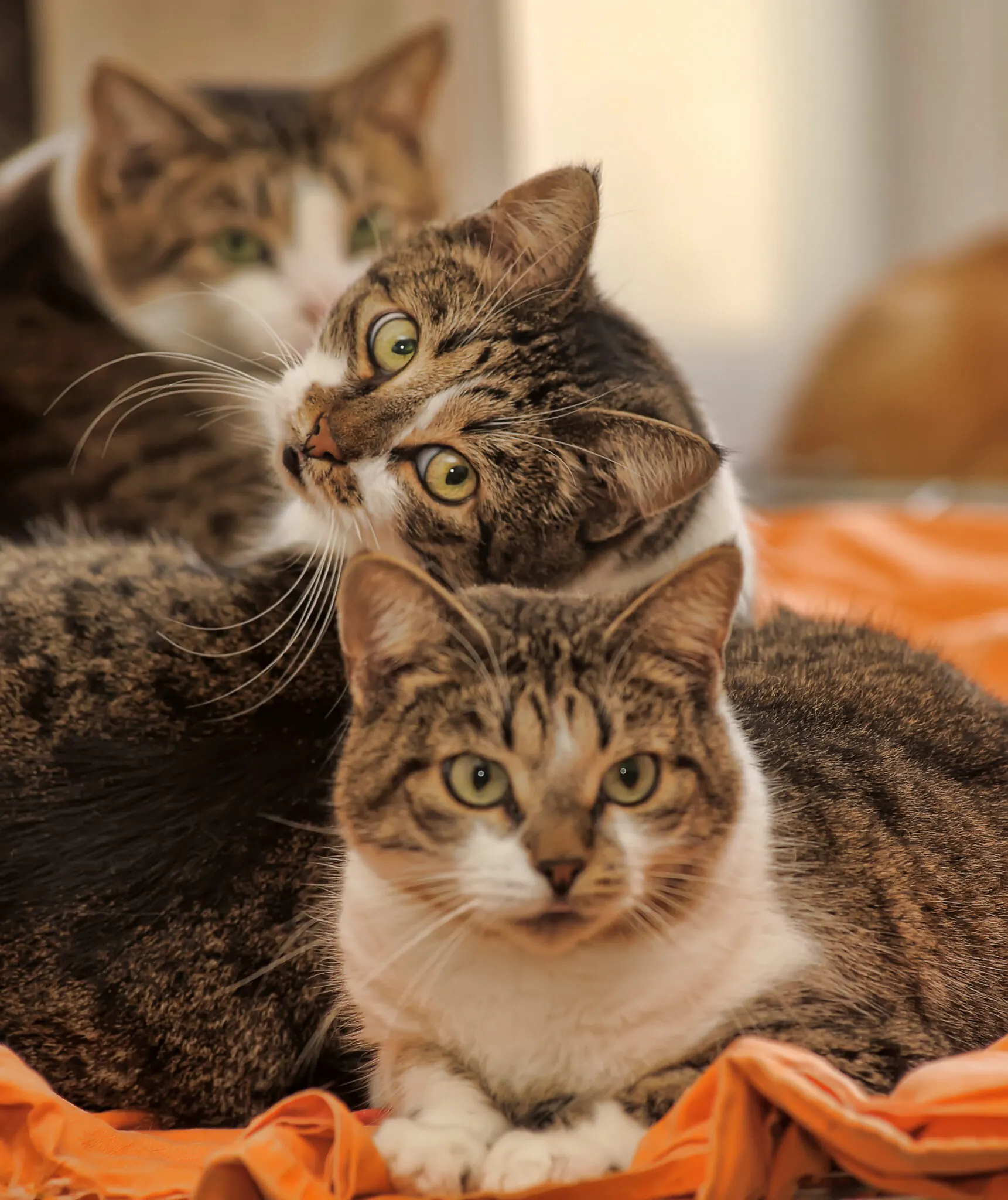 Tabby cat, decorative pet-friendly lifestyle image